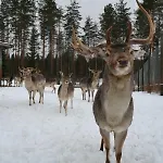 Leppaekerttu Βίλα *