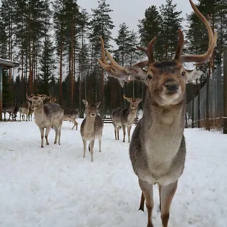 Leppaekerttu 别墅 *