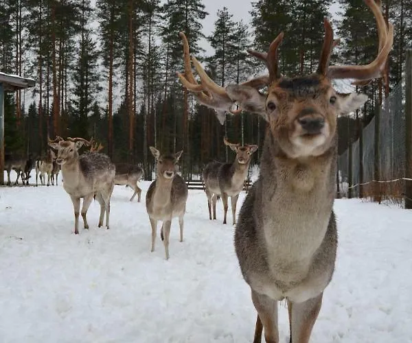 Leppaekerttu Villa *