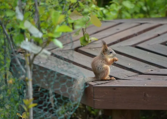 Leppaekerttu * Enonkoski